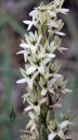 Platanthera elegans flowers, small white and green flowers, Wood Rein Orchid, Elegant Piperia, Many Flowered Piperia, Coast Piperia, Piperia elegans, orchid species, native California orchid, growing wild in Pacifica, California