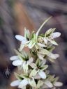 Platanthera elegans flowers, flower with nectar spur, Wood Rein Orchid, Elegant Piperia, Many Flowered Piperia, Coast Piperia, Piperia elegans, orchid species, native California orchid, growing wild in Pacifica, California